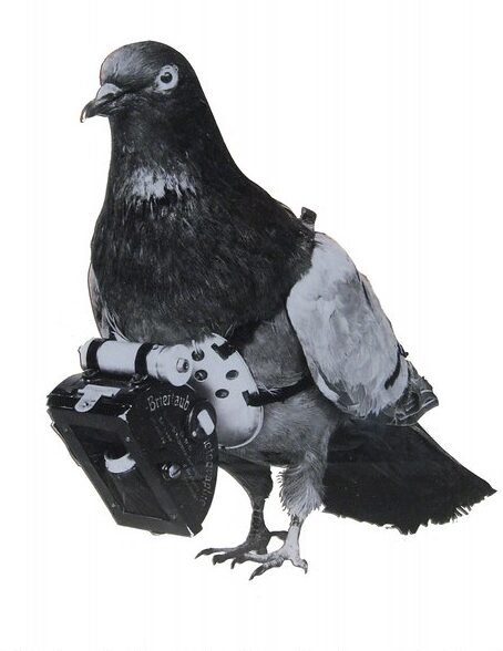 "pdrposter-us-letter-pigeon" by jwyg is licensed under CC BY-SA 2.0